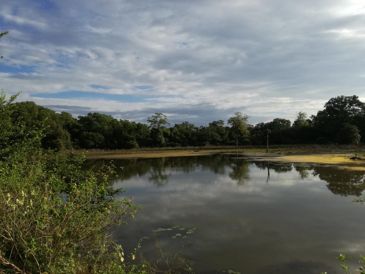Induwara Safari Resort Udawalawe Bagian luar foto
