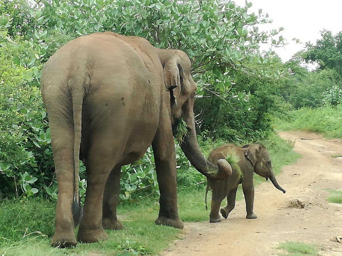 Induwara Safari Resort Udawalawe Bagian luar foto
