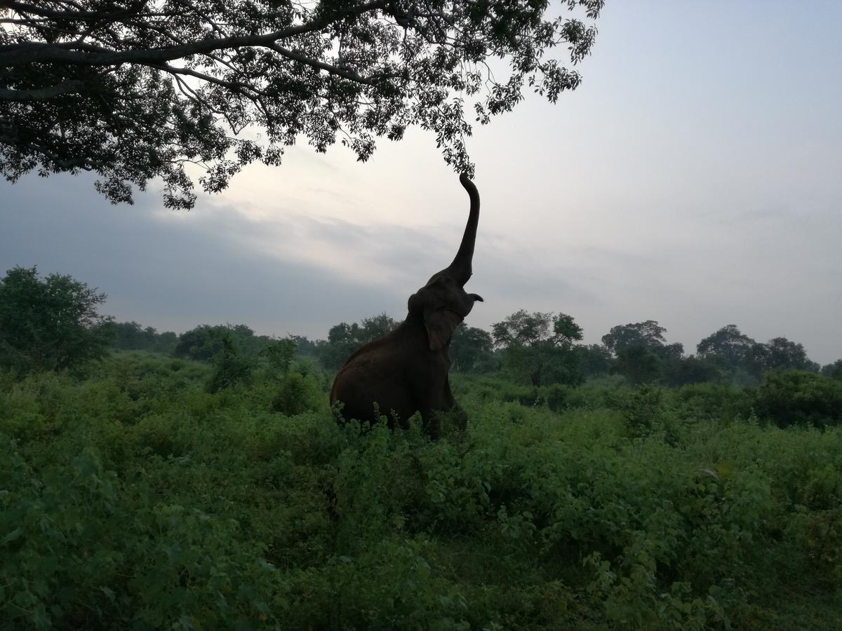 Induwara Safari Resort Udawalawe Bagian luar foto