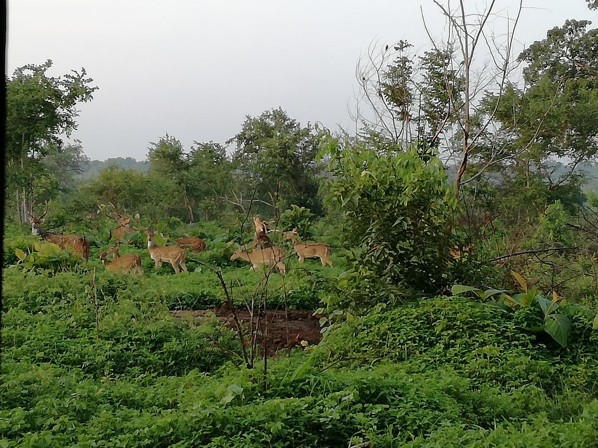 Induwara Safari Resort Udawalawe Bagian luar foto
