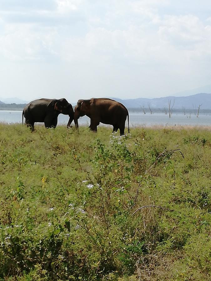Induwara Safari Resort Udawalawe Bagian luar foto