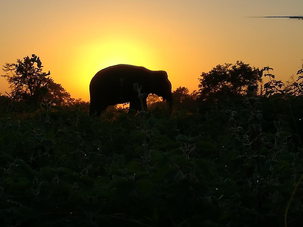 Induwara Safari Resort Udawalawe Bagian luar foto